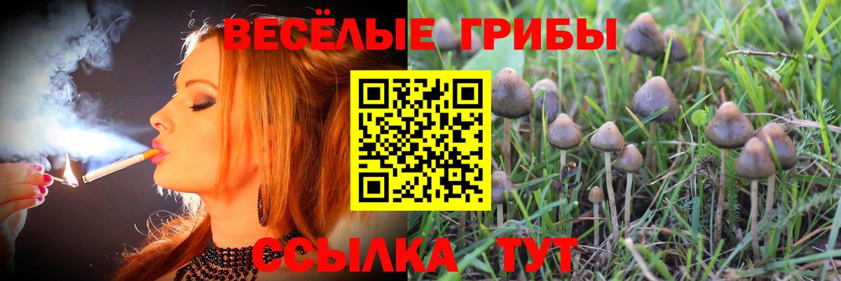 Галлюциногенные грибы Psilocybine cubensis Волжск